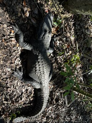 Ellie Schiller Homosassa Springs Wildlife State Park by null