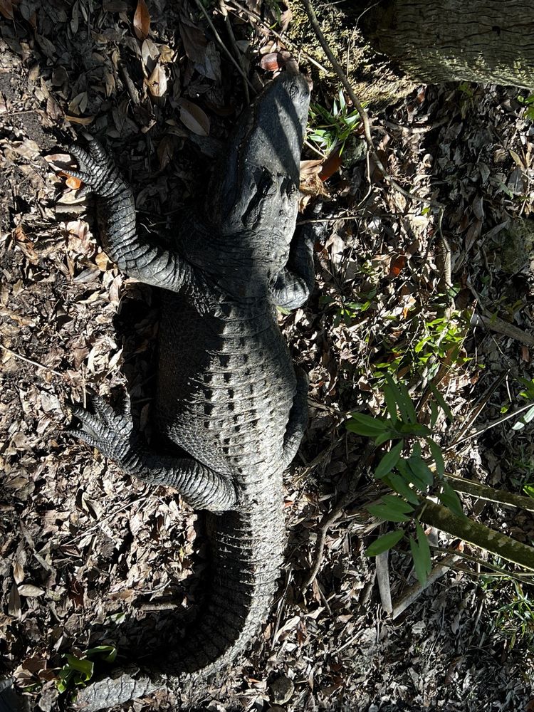 Ellie Schiller Homosassa Springs Wildlife State Park Image