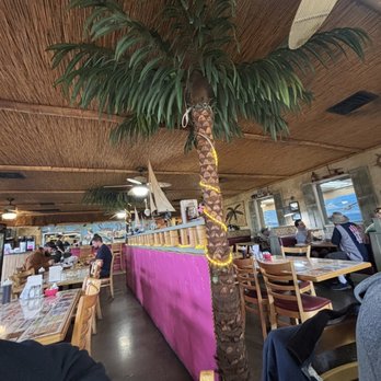 Sunny Daze Cafe - a palm tree in the middle of a dining room - American Near Me - Tucson, Arizona