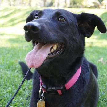The Happy K-9 - Pet Training Near Me - Danvers, Massachusetts