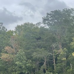 Mallows Bay Park - Bald eagle nest