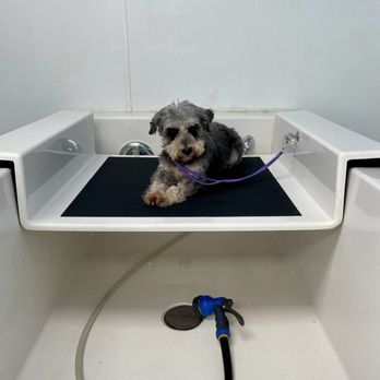 Pawsh Dog Wash - Self-service wash ($17 for small pups). - Pet Groomers Near Me - Alexandria, Virginia Pawsh Dog Wash - Self-service wash ($17 for small pups). - Pet Groomers Near Me - Alexandria, Virginia