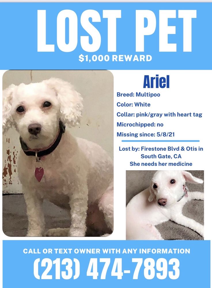 FLORENCE PET CLINIC 29 Reviews 2027 E Florence Ave, Los Angeles