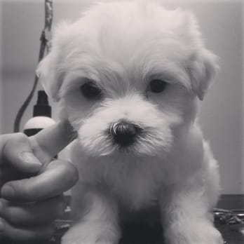 Classy Canine Salon - Pet Groomers Near Me - Dothan, Alabama