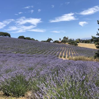 Monte-Bellaria Di California - Rolling hills of Lavender - Farms Near Me - Sebastopol, California Monte-Bellaria Di California - Rolling hills of Lavender - Farms Near Me - Sebastopol, California