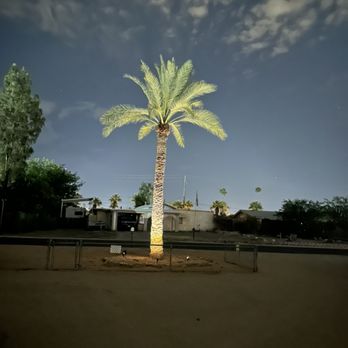 Stumped Away Tree Service - Date palm with a nice haircut!! - Tree Services Near Me Stumped Away Tree Service - Date palm with a nice haircut!! - Tree Services Near Me