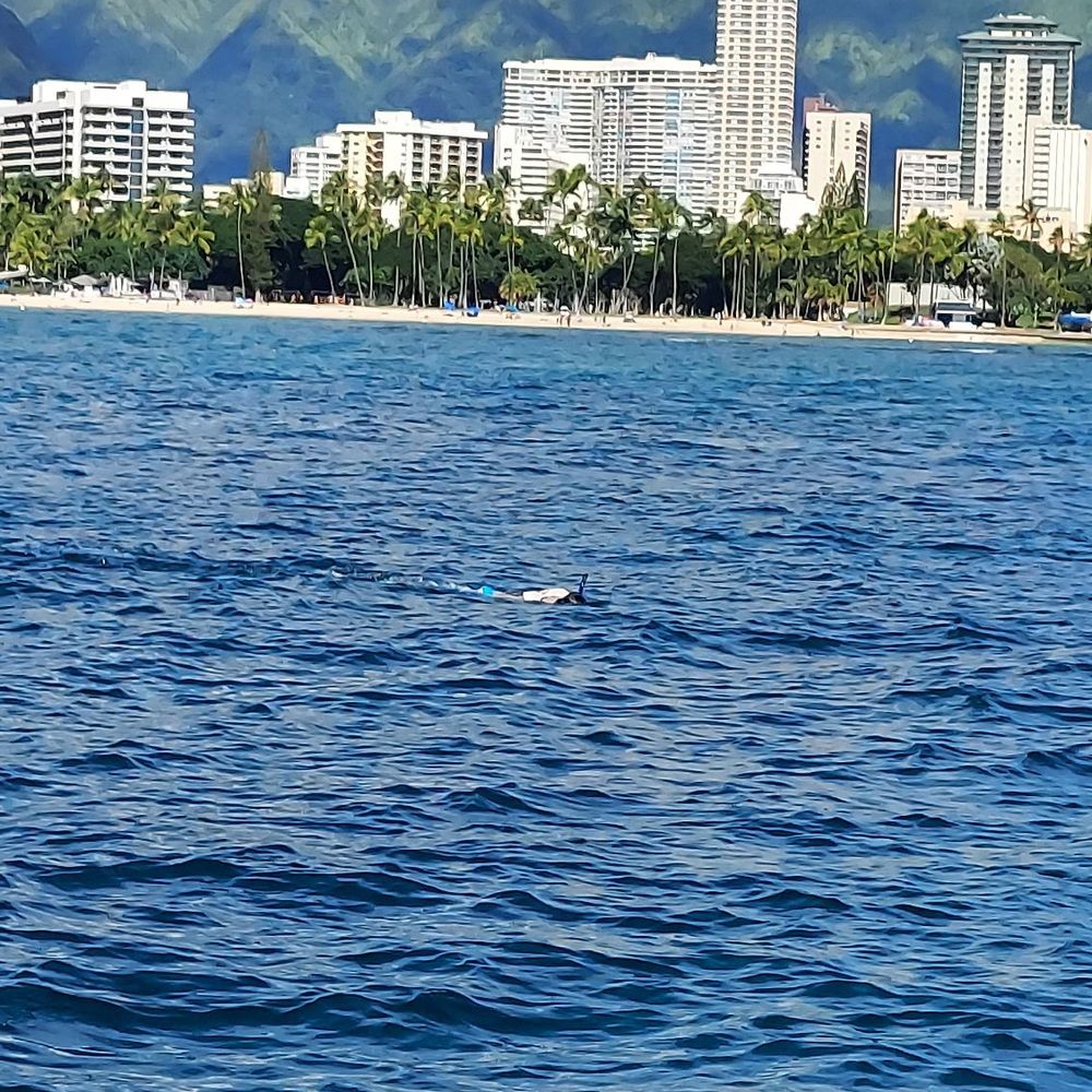 Living Ocean Tours - Snorkeling Near Me - Honolulu, Hawaii Living Ocean Tours - Snorkeling Near Me - Honolulu, Hawaii