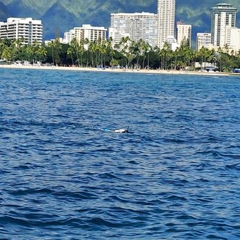 Living Ocean Tours - Snorkeling Near Me - Honolulu, Hawaii Living Ocean Tours - Snorkeling Near Me - Honolulu, Hawaii