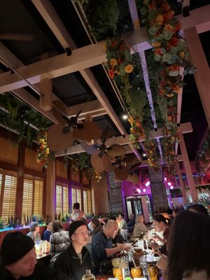 Gato Exotico by null