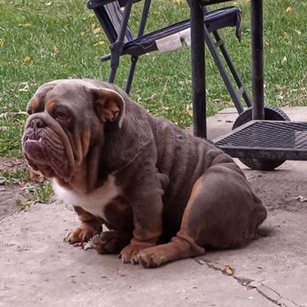 Midnight Star Kennels - Before going into kellees care - Pet Transportation Near Me Midnight Star Kennels - Before going into kellees care - Pet Transportation Near Me