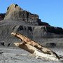 Photo of Vermilion Cliffs and Chinle Badlands