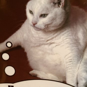 Purr-ky Petsitting - Cat BMI joke - Pet Boarding Near Me - Pittsburgh, Pennsylvania Purr-ky Petsitting - Cat BMI joke - Pet Boarding Near Me - Pittsburgh, Pennsylvania