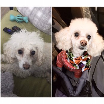 Petco - Before (left) - After (right) Thank you Bree for pampering our girl today! Rosamund looks beautiful! - Pet Stores Near Me - Glendale, California Petco - Before (left) - After (right) Thank you Bree for pampering our girl today! Rosamund looks beautiful! - Pet Stores Near Me - Glendale, California