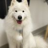 Hairy's Pet Spa gift card