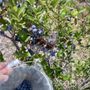 Photo of Jawor Bros. Blueberries