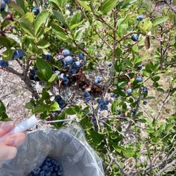 Jawor Bros. Blueberries - Picking blueberries at Jawor fields