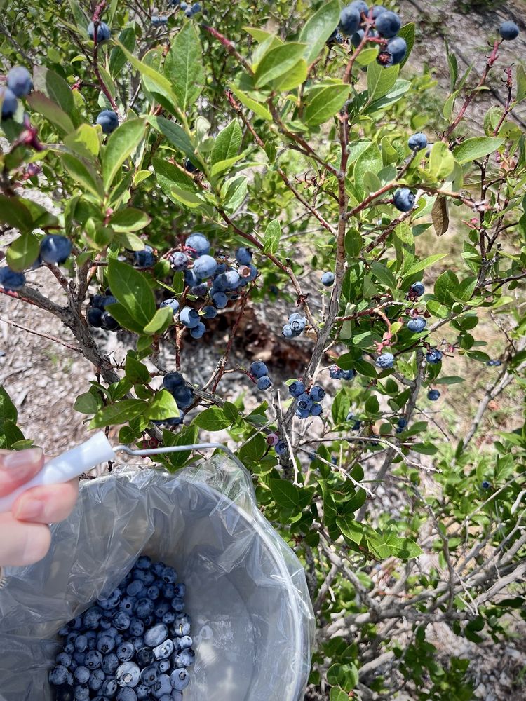 Jawor Bros. Blueberries Logo