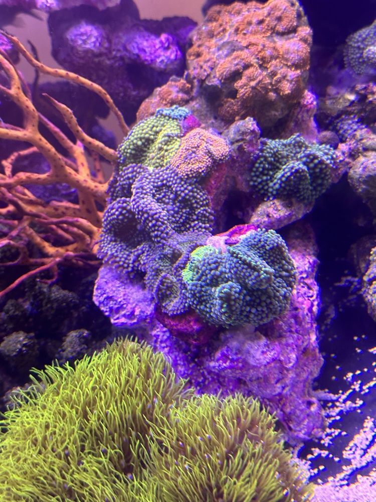 BIG BLUE REEF AQUATICS Updated August 2024 Request Information