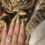 Photo of Golden Swann Jewelry & Collectible Gallery