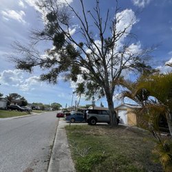 Cooks Quality Lawn Care - Tree