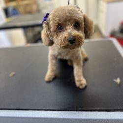 Unleashed Dog Grooming: Transform Your Pet's Look