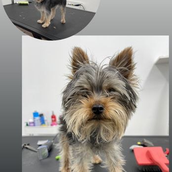 Palacios Pet Grooming - Before&After - Pet Groomers Near Me - Los Angeles, California Palacios Pet Grooming - Before&After - Pet Groomers Near Me - Los Angeles, California