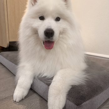 Aroma Pets Grooming - Pet Groomers Near Me - San Dimas, California Aroma Pets Grooming - Pet Groomers Near Me - San Dimas, California