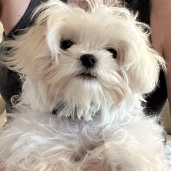 Maltese Angel Babies - Pet Breeders Near Me Maltese Angel Babies - Pet Breeders Near Me
