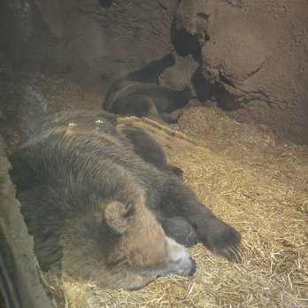 Bearizona - Zoos Near Me - Williams, Arizona