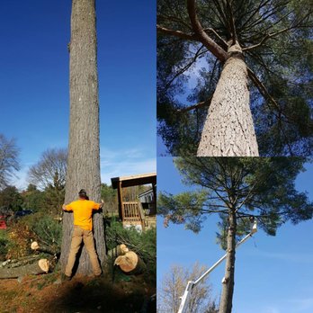 Crum Tree Service - Big white pines - Tree Services Near Me - Honesdale, Pennsylvania Crum Tree Service - Big white pines - Tree Services Near Me - Honesdale, Pennsylvania