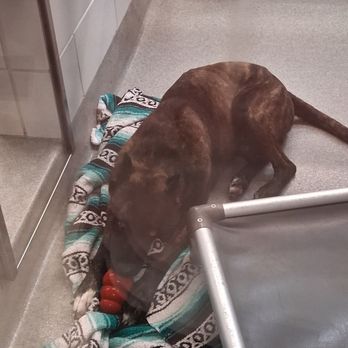 Grapevine Animal Services - Animal Shelters Near Me - Grapevine, Texas