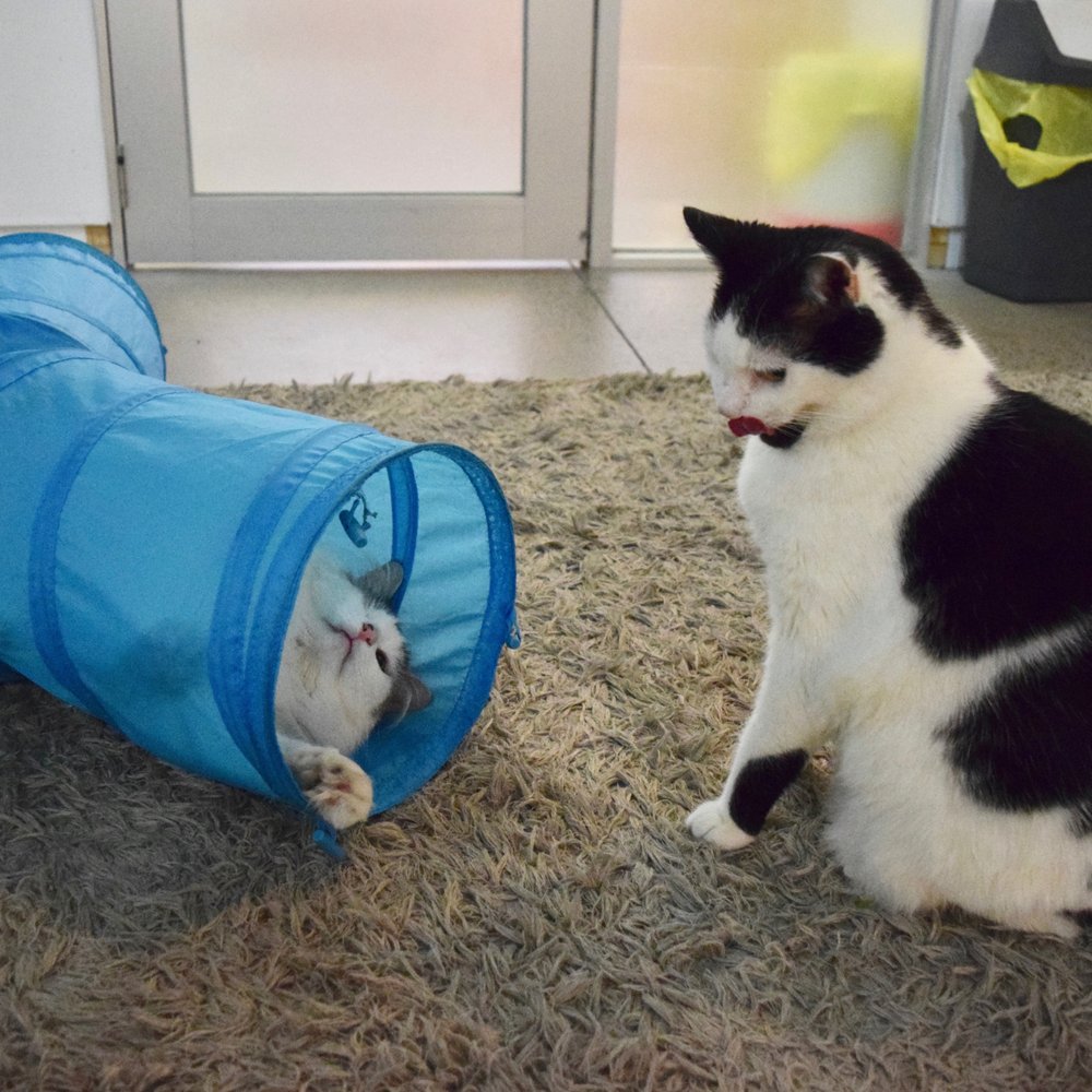 Cat Cafe Melbourne - cute cats playing with each other - Themed Cafes Near Me - Melbourne, VIC