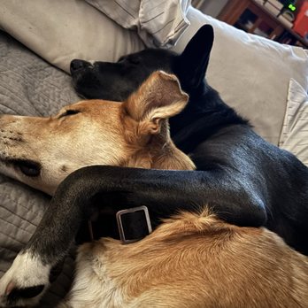 Petco - SCOUT and ROXY's morning snuggle at the foot of the bed (notice she's between collars) - Pet Stores Near Me - Encinitas, California