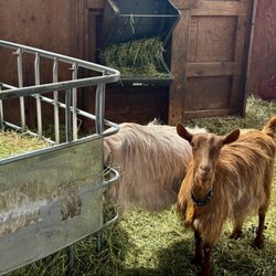 Meadowlark Heritage Farm