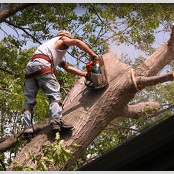 Tim's Tree Service - Tree Trimming Service