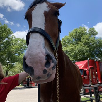 Budweiser Brewery Experience - The horse up close to me!! - Beer Tours Near Me - Saint Louis, Missouri