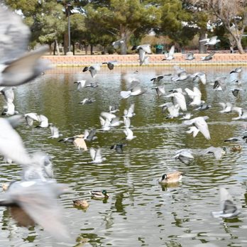 Sunset Park - 03.26.21 - Dog Parks Near Me - Las Vegas, Nevada