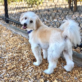 Cubby's Dog Park At Bernal - @ollietriesit - Dog Parks Near Me - Pleasanton, California Cubby's Dog Park At Bernal - @ollietriesit - Dog Parks Near Me - Pleasanton, California