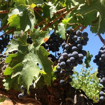 Raymond Burr Vineyards - Wine Tasting Room Near Me - Healdsburg, California