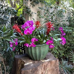 Praça São Lourenço - Orchids and bromeliads