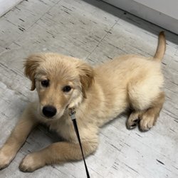 Bayside Hospital For Animals - Ranger waiting on Dr Williams to come say hello