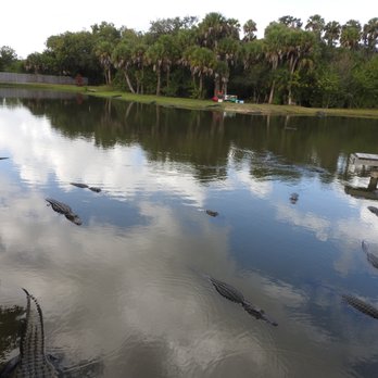 Gatorama - Zoos Near Me - Palmdale, Florida Gatorama - Zoos Near Me - Palmdale, Florida