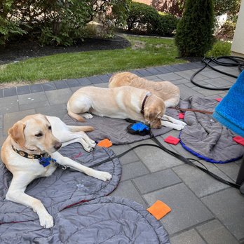 Cornell University Veterinary Specialists - Three of my four dogs. - Veterinarians Near Me - Stamford, Connecticut Cornell University Veterinary Specialists - Three of my four dogs. - Veterinarians Near Me - Stamford, Connecticut