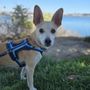 San Diego Pet Boarding