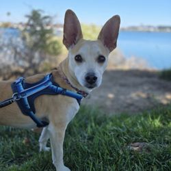 San Diego Pet Boarding