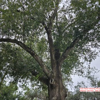 Courtesy Cuts Tree Service - Tree Services Near Me - Longwood, Florida