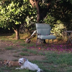 Moon Dogs Pet Sitting & Urban Farm - We farm organically & never use roundup.  We're open for business for summer 2018 looking forward to seeing you all at Moon Dogs!