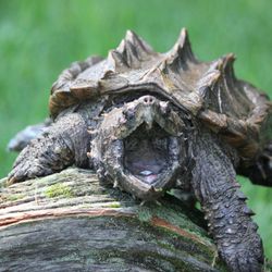 Alligator snapper Bowser!