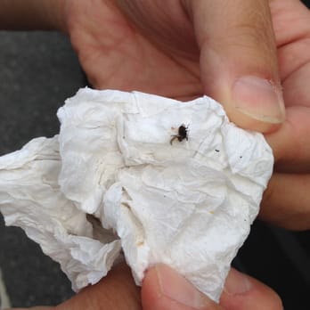Basilico - The fly that flew into my husband's mouth! - Delis Near Me - Fredericksburg, Virginia