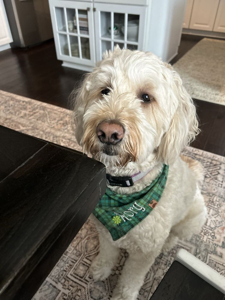 ROCHESTER VETERINARY HOSPITAL Updated August 2024 20 Photos & 25